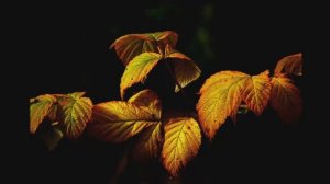 Kimiko Ishizaka J. S. Bach Goldberg Variations, BWV 988 19  Variatio 18 a 1 Clav  Canone alla Sexta.