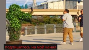 бушмен шалость реакция шафера