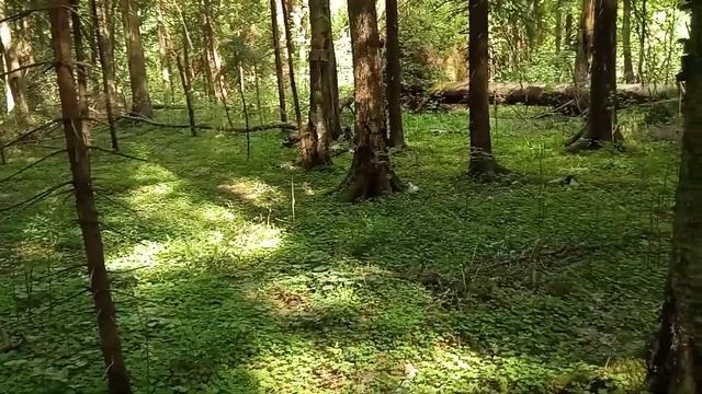 Как вести себя в нехороших местах в тайге смотреть онлайн