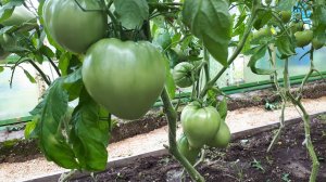 Болезни томатов в теплице