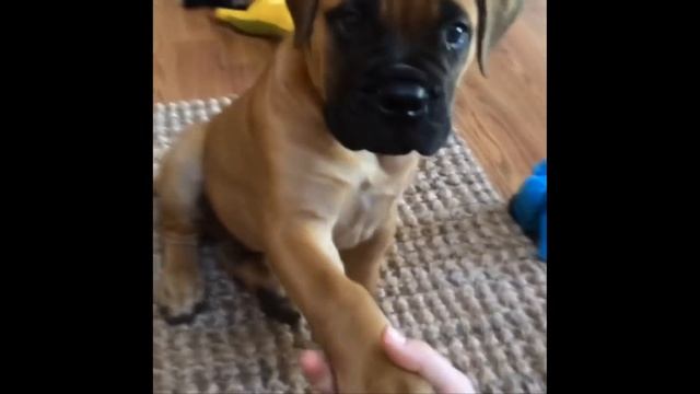 50+ Funny moments of an English bullmastiff puppy - Captainbrutus смотреть онлайн