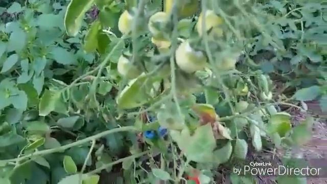 Томаты без полива и прополки. Первый сбор. смотреть онлайн