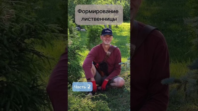 Формирование лиственницы. Часть 2