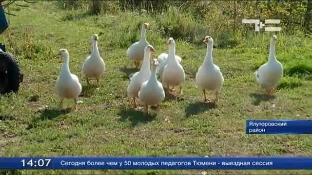 Масло с медом - все свое смотреть онлайн