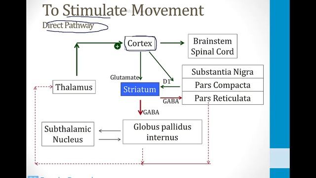 Неврология USMLE - 2. Структуры НС - 10.Базальные ганглии
