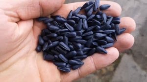 купил семена подсолнуха syngenta  suzuka сингента Сузука подписчик