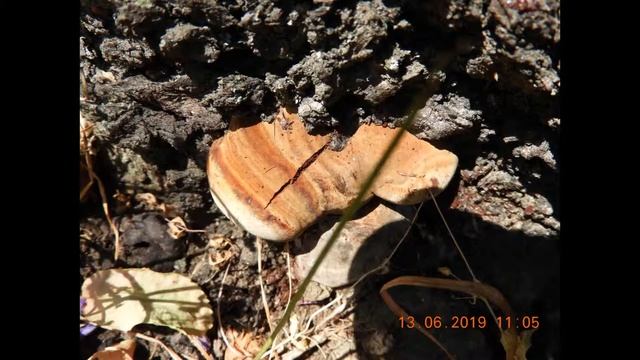Ganoderma adspersum syn  Ganoderma australe  Greece