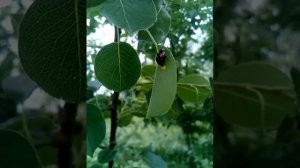 божья коровка откладывает яйца