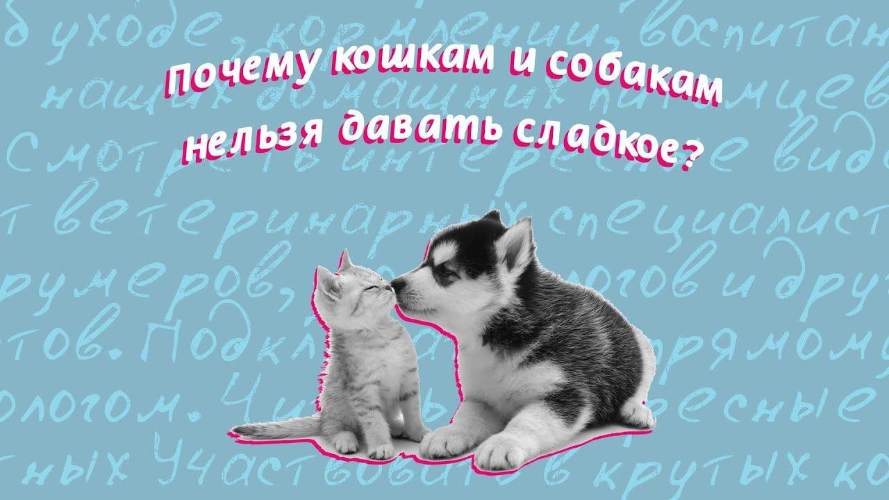 Почему питомцам нельзя сладкое?