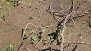 Мёртвая река Сухона около вымершей деревни Лось