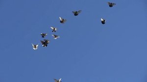 Полёт стаи голубей у Николая на даче