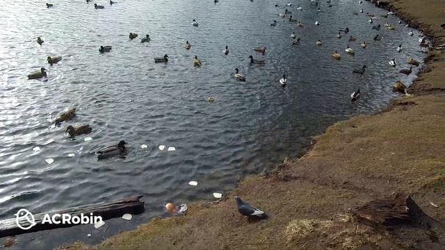 Парк в Гатчине. Лен. Область. часть 2.1 гатчина смотреть онлайн