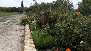 Плетистая роза Наранга, ароматные розы.Питомник роз Полины Козловой rozarium.biz