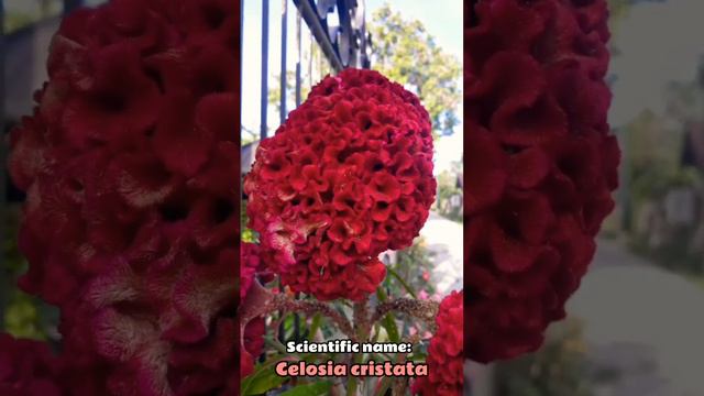 Crested Cock's Comb #plantidentification #naturelover #plantlover #naturevideos #naturebeauty #fyp