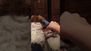 |Дрессировка фокстерьера //часть 1!