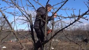 ОБРЕЗАЕМ ДЕРЕВЬЯ ПРАВИЛЬНО КАК ОБРЕЗАТЬ ЗАПУЩЕННУЮ ЧЕРЕШНЮ