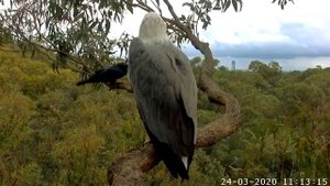 орлы.вороны.Австралия.