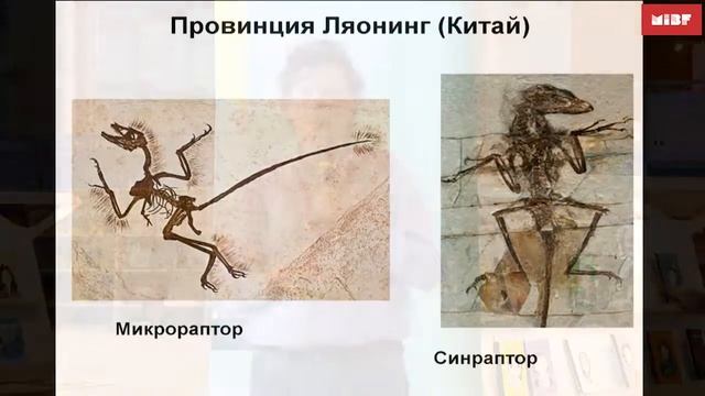 Палеонтологическая викторина по книге Майка Бентона «Семейный альбом тираннозавра Тони» смотреть онлайн