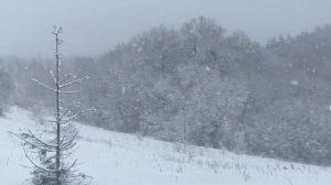 Snowfall against a forest background