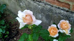 Smell the roses: Parfum Floriana full bloom