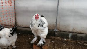 Купил браму.