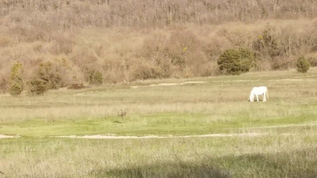 Байдарская долина, пруд Туристский и окрестности апрель 2021г смотреть онлайн