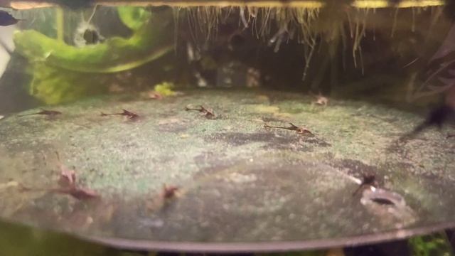 Малек аквариумный рыбы Стурисомы Панамской. Как поднять малька. Кормушка для малька, корм для мальк