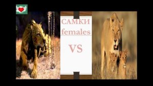 САБЛЕЗУБЫЙ ТИГР VS ЛЕВ!!!!!!