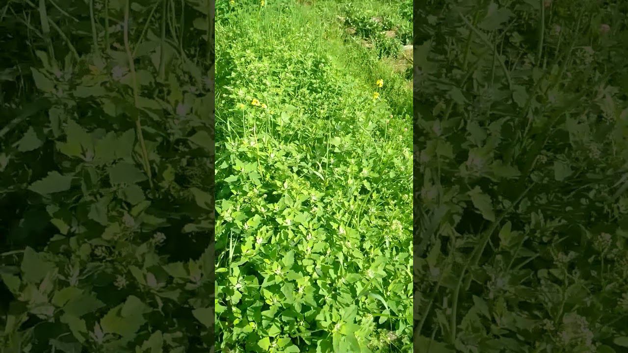 лука в траве не видать #природноеземледелие #мульчирование #огород #лето