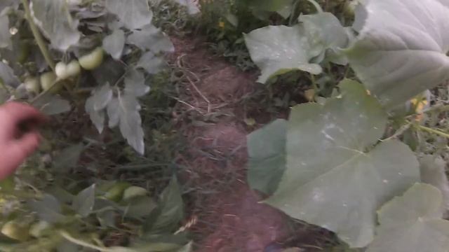 Что растет в теплице смотреть онлайн