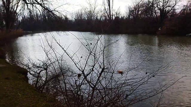 Новые утки в парке Солнечный остров Краснодар