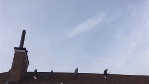 Николаевские голуби! Питомник Игоря Грек.