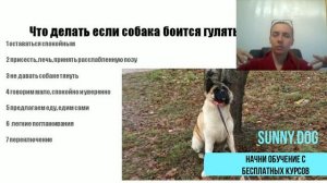 собака испугалась что делать Как убрать страх и неуверенность