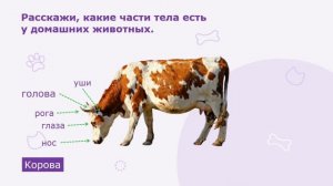 Видео-занятие «Домашние животные для дошкольников.
