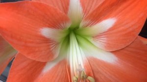 Танго цветов