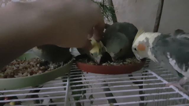 Малыши корелл кушают Baby cockatiels eating #corellaparrot #corellacontent #parrot #animallover