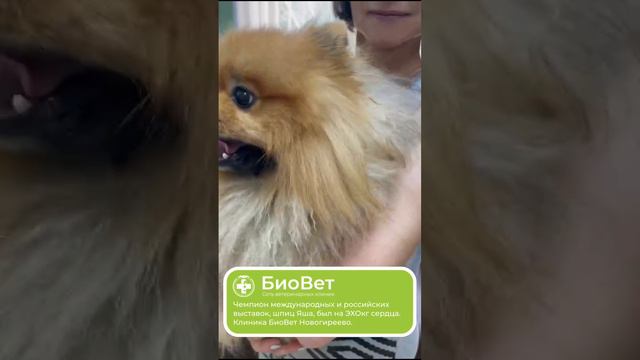 Чемпион международных и российских выставок, шпиц Яша, был на ЭХОкг сердца.