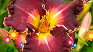 Лилейник гибридный Экселлент. Краткий обзор, описание характеристик hemerocallis Excellent