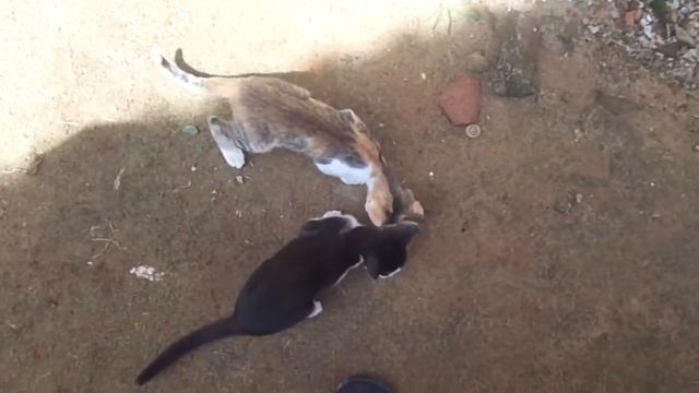 РОМКА РОКЕР КОРМИТ КОШЕК ШРИ ЛАНКА смотреть онлайн