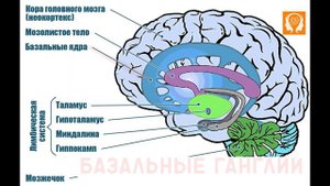#17 Наука памяти. Исследование структур мозга и формирования памяти