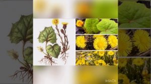 Ознакомление с окружающим миром. Тема "Первоцветы"