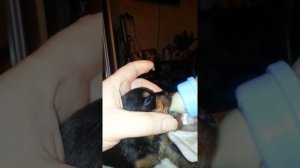 Чем кормить щенков если мама их не кормит