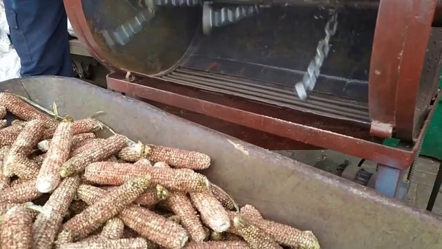 Кукурузолущилка (теребилка). Процес роботи та розміри смотреть онлайн