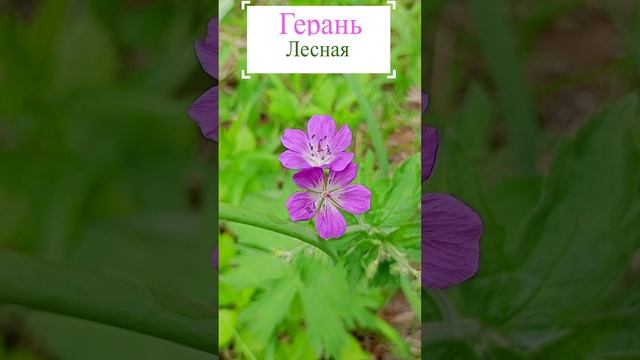 Герань лесная.?