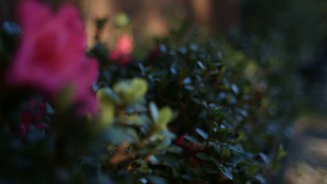 Red Ruffles Azalea смотреть онлайн