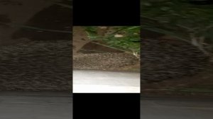 Ежик закрылся в конце