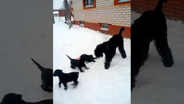 семья ризенов (детям 50дней) смотреть онлайн