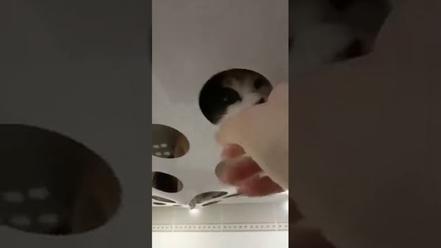 Спасение ремонта, кошка забралась на потолок смотреть онлайн