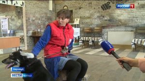 В барнаульский приют «Ласка» всё чаще стали попадать породистые собаки