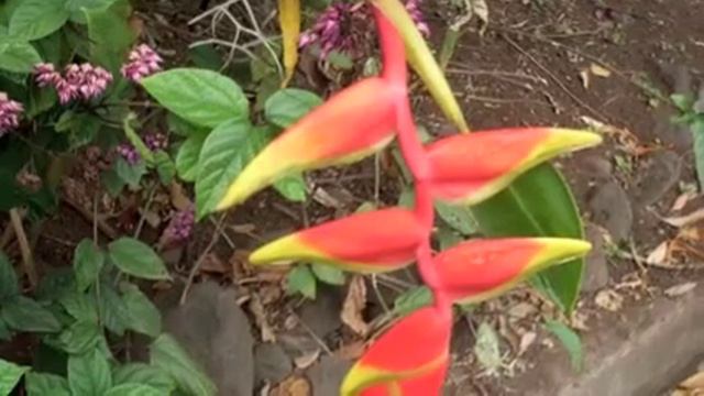 Dutilleux Sonatine for Flute and Piano John Wion and Margaret Schofield смотреть онлайн